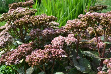 Hohe Fetthenne Sedum 'Matrona' 5-10 Topf 9x9 cm (P9)