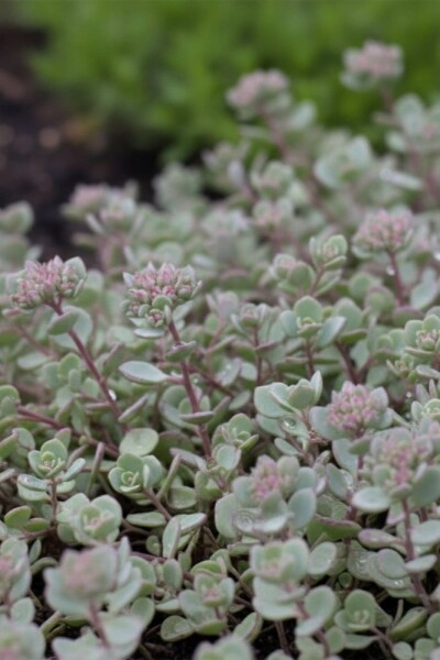 Fetthenne Sedum cauticola 'Lidakense' 5-10 Topf 9x9 cm (P9) Sedum cauticola 'Lidakense'