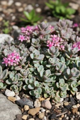 Blaugraues Fettblatt Sedum cyaneum 'Sachalin' 5-10 Topf 9x9 cm (P9) Sedum cyaneum 'Sachalin'
