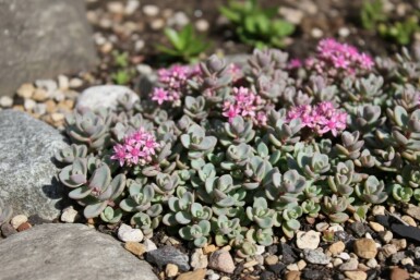 Blaugraues Fettblatt Sedum cyaneum 'Sachalin' 5-10 Topf 9x9 cm (P9) Sedum cyaneum 'Sachalin'