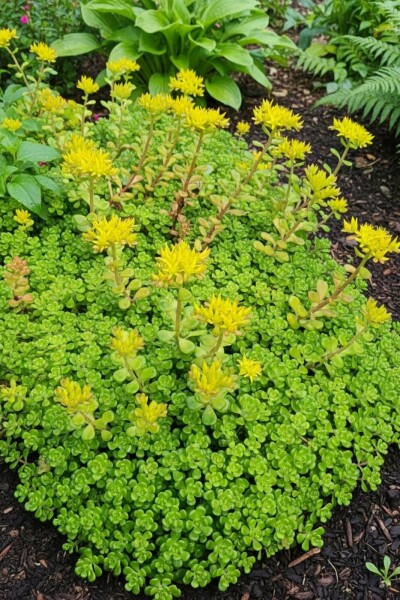 Fetthenne Sedum oreganum 5-10 Topf 9x9 cm (P9) Sedum oreganum