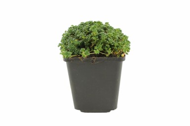 Fetthenne Sedum oreganum 5-10 Topf 9x9 cm (P9) Sedum oreganum
