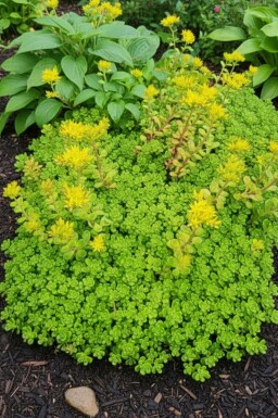 Sedum oreganum
