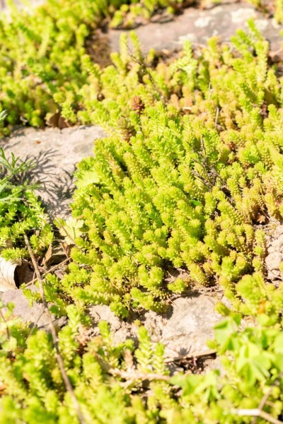 Sedum sexangulare