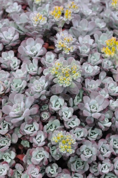 Spatelblättriges Fettblatt Sedum spathulifolium 'Purpureum' 5-10 Topf 9x9 cm (P9) Sedum spathulifolium 'Purpureum'