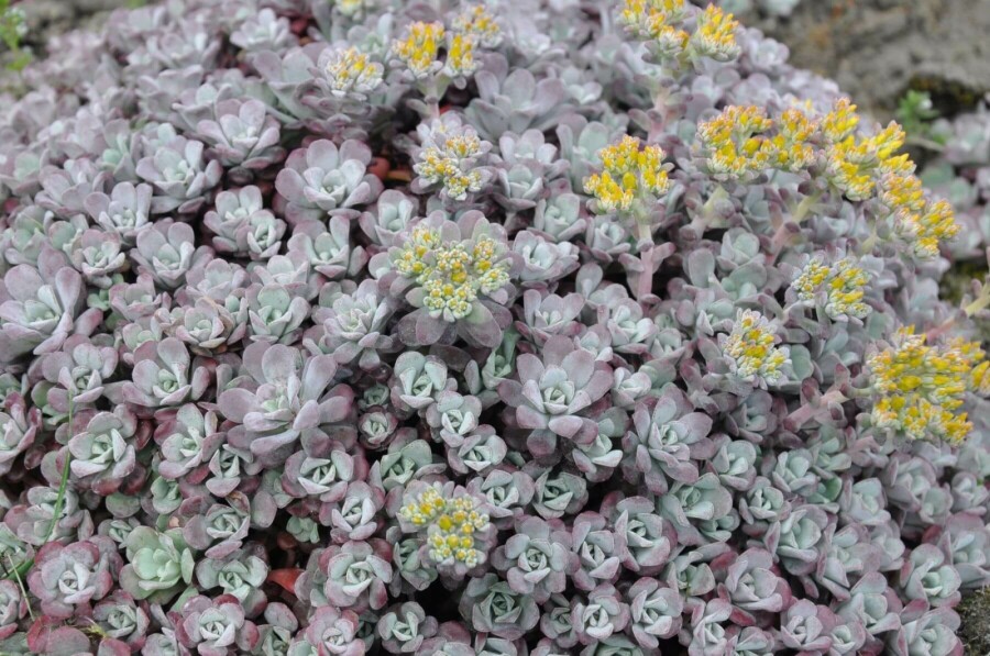 Spatelblättriges Fettblatt Sedum spathulifolium 'Purpureum' 5-10 Topf 9x9 cm (P9) Sedum spathulifolium 'Purpureum'