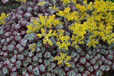 Spatelblättriges Fettblatt Sedum spathulifolium 'Purpureum' 5-10 Topf 9x9 cm (P9) Sedum spathulifolium 'Purpureum'