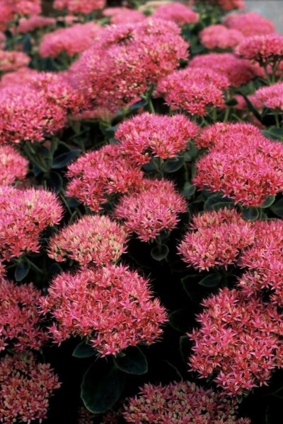 Prächtiges Fettblatt Sedum spectabile 'Brilliant' 5-10 Topf 9x9 cm (P9) Sedum spectabile 'Brilliant'
