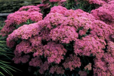 Prächtiges Fettblatt Sedum spectabile 'Brilliant' 5-10 Topf 9x9 cm (P9) Sedum spectabile 'Brilliant'