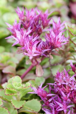 Garten-Teppich-Fettblatt Sedum spurium 'Fuldaglut' 5-10 Topf 9x9 cm (P9)