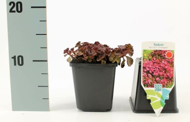 Garten-Teppich-Fettblatt Sedum spurium 'Fuldaglut' 5-10 Topf 9x9 cm (P9)