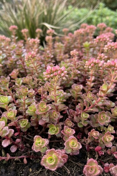 Teppich-Fettblatt Sedum spurium 'Schorbuser Blut' 5-10 Topf 9x9 cm (P9) Sedum spurium 'Schorbuser Blut'