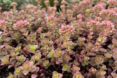 Sedum spurium 'Schorbuser Blut'