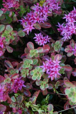 Garten-Teppich-Fettblatt Sedum spurium 'Splendens' 5-10 Topf 9x9 cm (P9) Sedum spurium 'Splendens'
