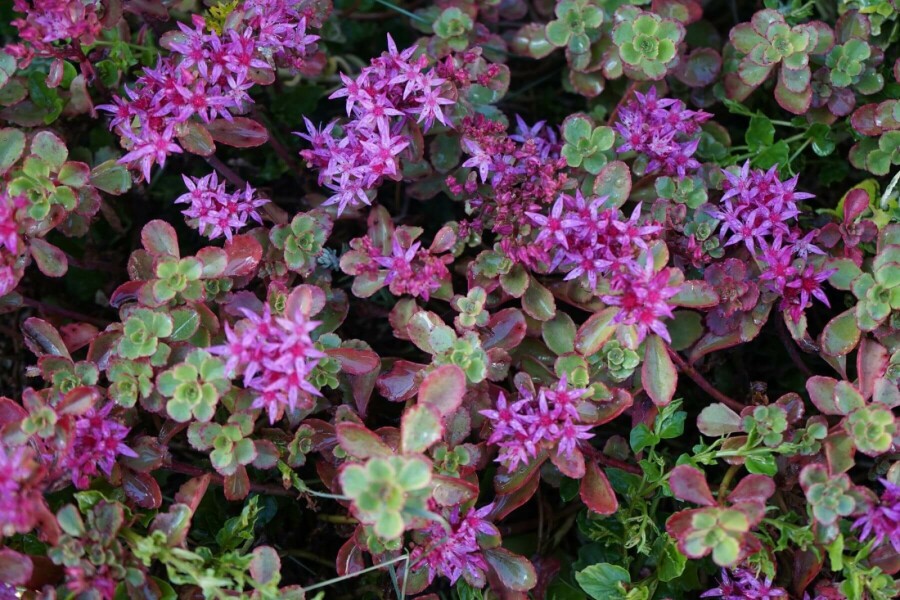 Garten-Teppich-Fettblatt Sedum spurium 'Splendens' 5-10 Topf 9x9 cm (P9) Sedum spurium 'Splendens'