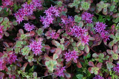 Garten-Teppich-Fettblatt Sedum spurium 'Splendens' 5-10 Topf 9x9 cm (P9)