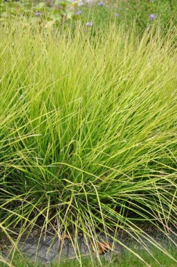Herbstkopfgras Sesleria autumnalis 5-10 Topf 9x9 cm (P9) Sesleria autumnalis
