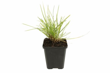 Herbstkopfgras Sesleria autumnalis 5-10 Topf 9x9 cm (P9) Sesleria autumnalis