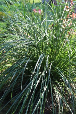 Moor-Kopfgras Sesleria caerulea 5-10 Topf 9x9 cm (P9) Sesleria caerulea