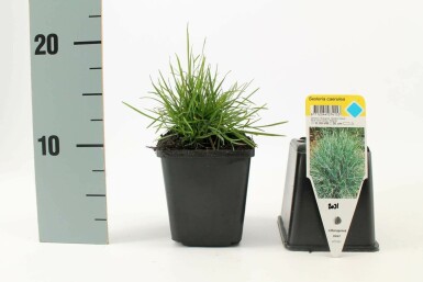 Moor-Kopfgras Sesleria caerulea 5-10 Topf 9x9 cm (P9) Sesleria caerulea
