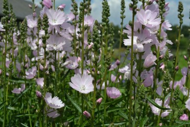 Präriemalve Sidalcea 'Elsie Heugh' 5-10 Topf 9x9 cm (P9) Sidalcea 'Elsie Heugh'