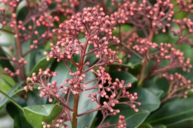 Skimmia japonica 'Rubella' C2 15-20