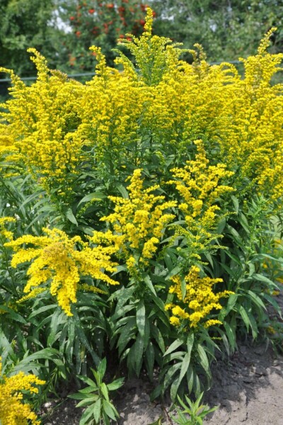 Goldrute Solidago canadensis 'Goldkind' 5-10 Topf 9x9 cm (P9) Solidago canadensis 'Goldkind'