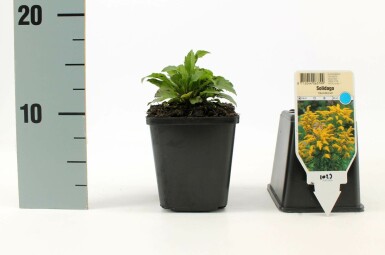 Goldrute Solidago canadensis 'Goldkind' 5-10 Topf 9x9 cm (P9) Solidago canadensis 'Goldkind'