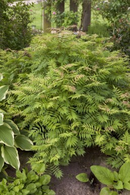 Sibirische Fiederspiere Sorbaria sorbifolia 'Sem' Strauch 40-50 Topf 10 ltr. (C10) Sorbaria sorbifolia 'Sem' Strauch 40-50 cm