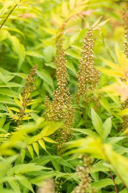 Sibirische Fiederspiere Sorbaria sorbifolia 'Sem' Strauch 40-50 Topf 10 ltr. (C10) Sorbaria sorbifolia 'Sem' Strauch 40-50 cm