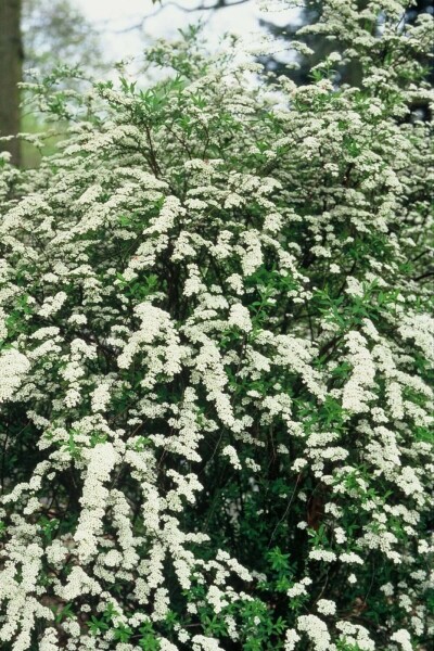 Weiße Rispen-Spiere Spiraea cinerea 'Grefsheim' Strauch 80-100 Topf 12 ltr. (C12) Spiraea cinerea 'Grefsheim' Strauch 80-100 cm