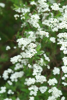 Weiße Rispen-Spiere Spiraea cinerea 'Grefsheim' Strauch 100-125 Topf 12 ltr. (C12) Spiraea cinerea 'Grefsheim' Strauch 100-125 cm