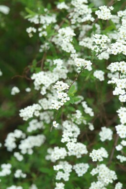 Weiße Rispen-Spiere Spiraea cinerea 'Grefsheim' Strauch 30-40 Topf 2 ltr. (C2)