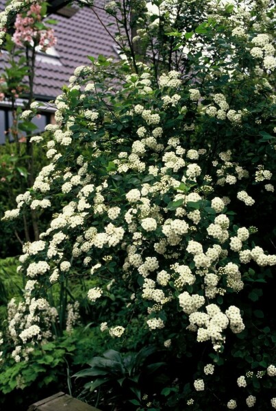 Pracht-Spiere Spiraea vanhouttei Strauch 30-40 Topf 3 ltr. (C3) Spiraea vanhouttei Strauch 30-40 cm