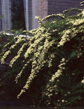 Pracht-Spiere Spiraea vanhouttei Strauch 30-40 Topf 3 ltr. (C3) Spiraea vanhouttei Strauch 30-40 cm