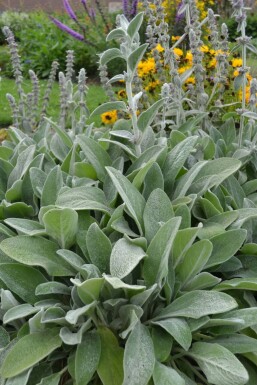 Byzantinischer Wollziest Stachys byzantina 5-10 Topf 9x9 cm (P9) Stachys byzantina
