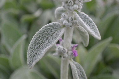 Byzantinischer Wollziest Stachys byzantina 5-10 Topf 9x9 cm (P9) Stachys byzantina