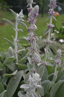 Byzantinischer Wollziest Stachys byzantina 5-10 Topf 9x9 cm (P9) Stachys byzantina