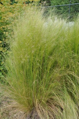 Federgras Stipa tenuissima 5-10 Topf 9x9 cm (P9)