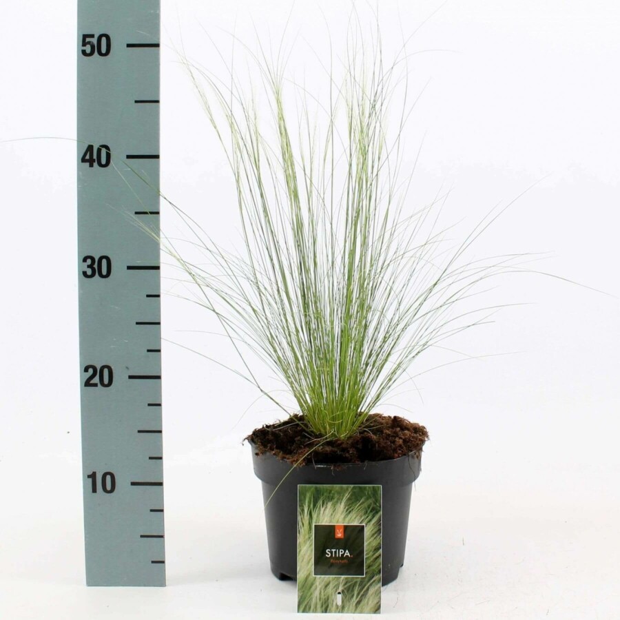 Zartes Federgras Stipa tenuissima 'Ponytails' 10-15 Topf 2 ltr. (C2) Stipa tenuissima 'Ponytails'
