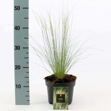Zartes Federgras Stipa tenuissima 'Ponytails' 10-15 Topf 2 ltr. (C2) Stipa tenuissima 'Ponytails'