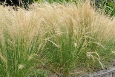 Zartes Federgras Stipa tenuissima 'Ponytails' 10-15 Topf 2 ltr. (C2) Stipa tenuissima 'Ponytails'