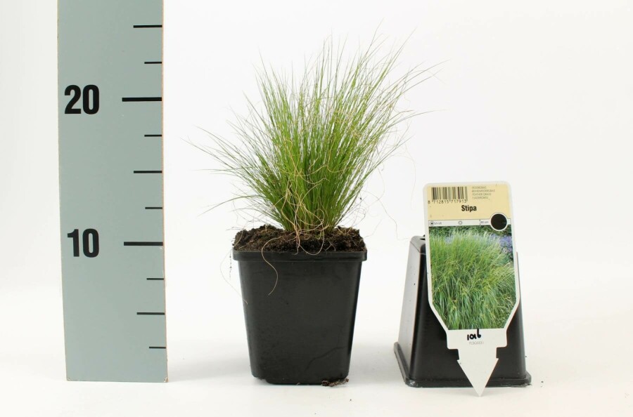 Zartes Federgras Stipa tenuissima 'Ponytails' 5-10 Topf 9x9 cm (P9) Stipa tenuissima 'Ponytails'