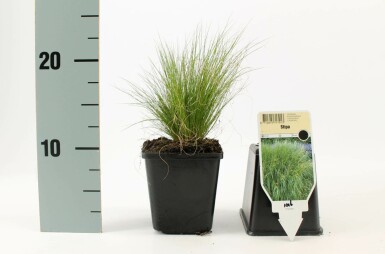 Zartes Federgras Stipa tenuissima 'Ponytails' 5-10 Topf 9x9 cm (P9) Stipa tenuissima 'Ponytails'