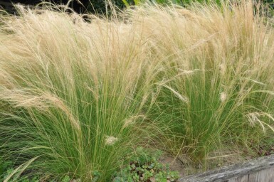 Zartes Federgras Stipa tenuissima 'Ponytails' 5-10 Topf 9x9 cm (P9) Stipa tenuissima 'Ponytails'