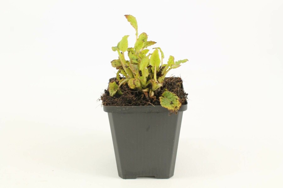 Kaukasus-Beinwell Symphytum grandiflorum 5-10 Topf 9x9 cm (P9) Symphytum grandiflorum