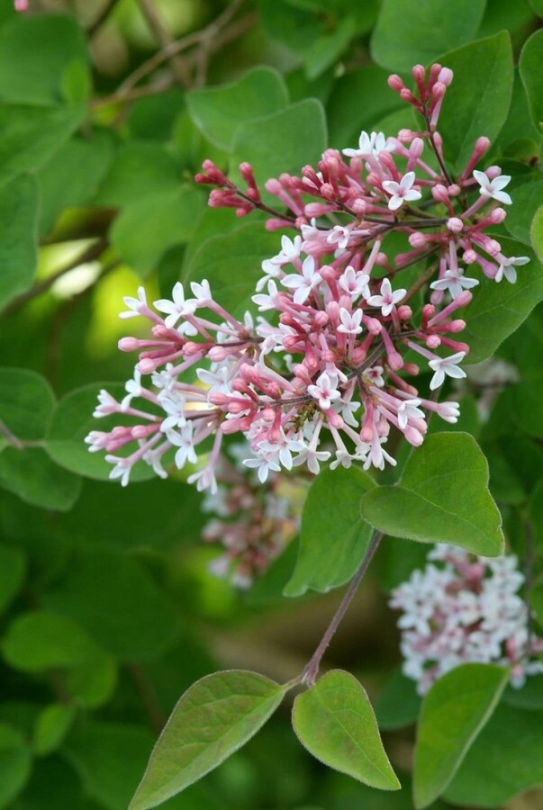 Herbstflieder Syringa microphylla 'Superba' Strauch 80-100 Topf 12 ltr. (C12) Syringa microphylla 'Superba' Strauch 80-100 cm