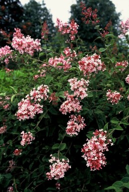 Herbstflieder Syringa microphylla 'Superba' Strauch 40-50 Topf 3 ltr. (C3)