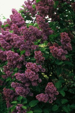Gartenflieder Syringa vulgaris 'Andenken an Ludwig Spath' Strauch 80-100 Topf 12 ltr. (C12) Syringa vulgaris 'Andenken an Ludwig Spath' Strauch 80-100 cm
