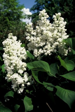 Gartenflieder Syringa vulgaris 'Mme Lemoine' Strauch 80-100 Topf 12 ltr. (C12) Syringa vulgaris 'Mme Lemoine' Strauch 80-100 cm